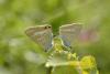 21348 – Photo : David Demerges – France (09)