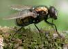 Neomyia cornicina