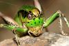 21445 – Photo : Vincent Derreumaux – France (84)