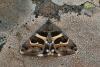 Grammodes stolida