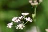 21080 – Photo : J.-H. Yvinec – France (60)