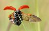 Coccinella septempunctata