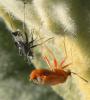 21313 – Photo : Alain Deleu – France (59)