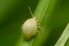 21579 – Photo : macropixels – Belgique