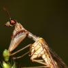 21443 – Photo : Vincent Derreumaux – France (84)