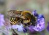 21541 – Photo : eudemis – France (33)
