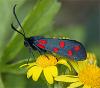 21589 – Photo : Pelouard – France (74)