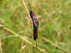 21544 – Photo : Patrick Straub – France (68)