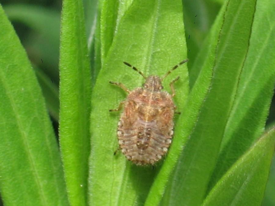 Réf. 21217 — INSECTA > Heteroptera > Pentatomidae > Dolycoris baccarum ...