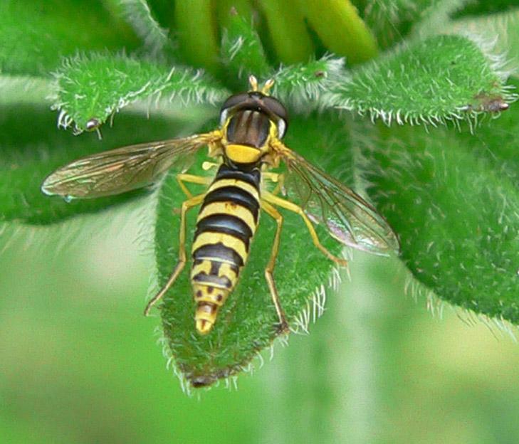 Benoit Guillon - Sphaerophoria sp. - réf. 21979 (729 x 624 pixels, 167 ko)