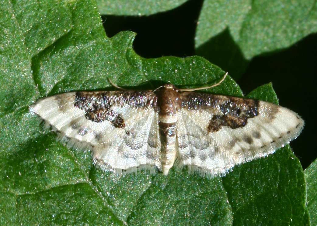 Eric SYLVESTRE - Idaea sp. - réf. 21531 (1042 x 744 pixels, 146 ko)