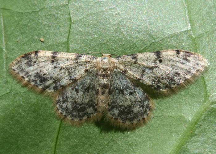 Eric SYLVESTRE - Idaea contiguaria - réf. 21535 (700 x 500 pixels, 99 ko)