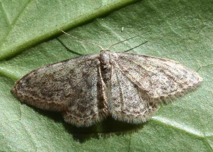 Eric SYLVESTRE - Idaea sp. - réf. 21533 (700 x 500 pixels, 100 ko)