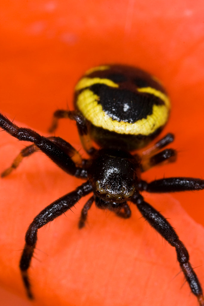 louchart - Synema globosum - réf. 21134 (683 x 1024 pixels, 121 ko)