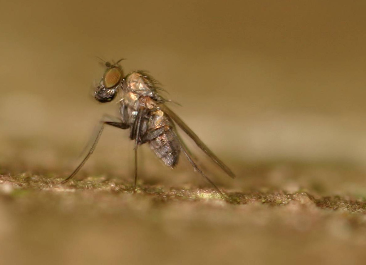 J.-H. Yvinec - Medetera sp. - réf. 21310 (1182 x 855 pixels, 94 ko)