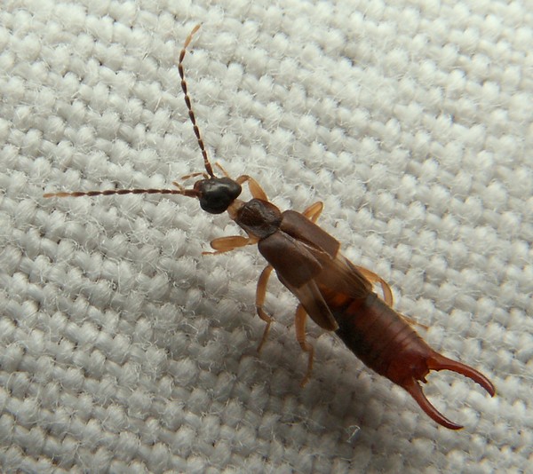 bobgaia - Labia minor - réf. 21690 (600 x 534 pixels, 86 ko)