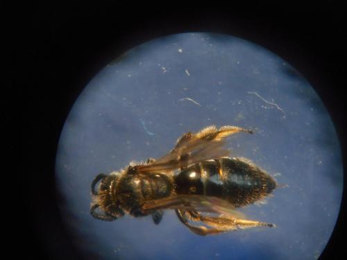 Andrena sp.