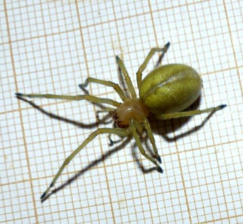 Réf. 210 460 : Cheiracanthium punctorium
