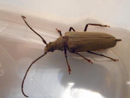 Aegosoma scabricorne