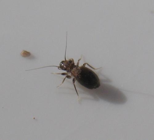 Lepinotus patruelis