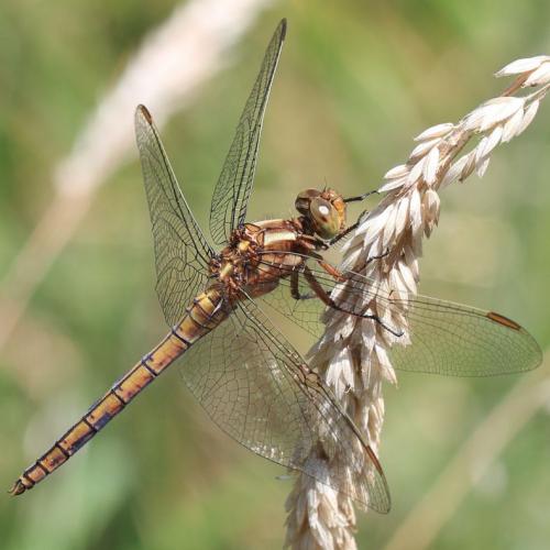 Réf. 210 677 : Orthetrum coerulescens