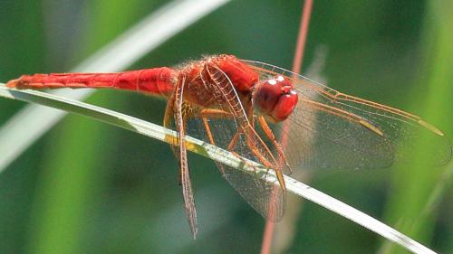 Réf. 210 593 : Crocothemis erythraea