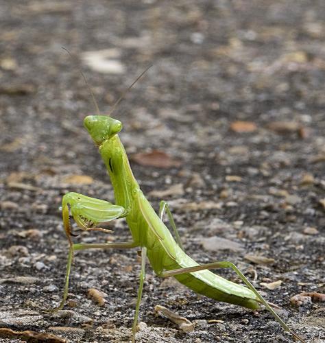 Réf. 210 173 : Mantis religiosa