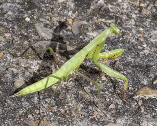 Mantis religiosa
