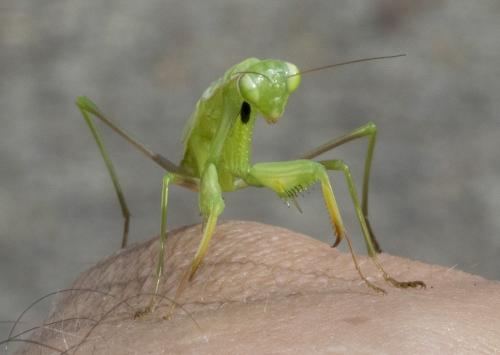 Mantis religiosa