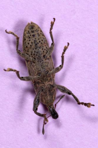 Réf. 210 989 : Lixus ochraceus