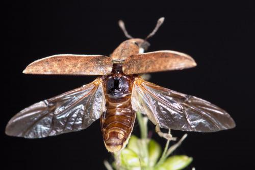 Réf. 210 990 : Lixus ochraceus
