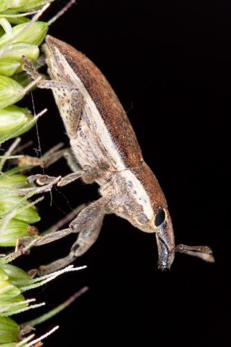 Réf. 210 991 : Lixus ochraceus
