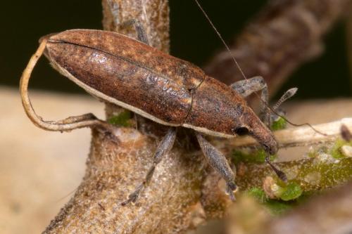 Réf. 210 992 : Lixus ochraceus