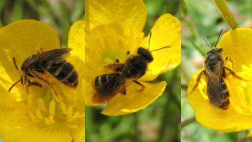 Lasioglossum sp.