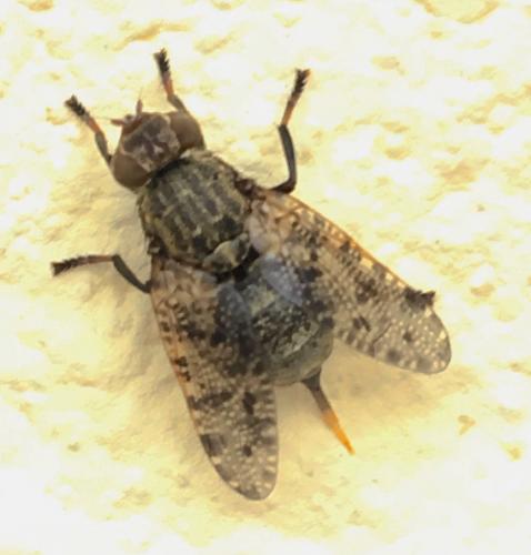 Platystoma lugubre