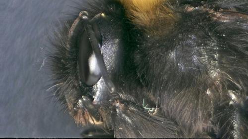 Bombus sp.