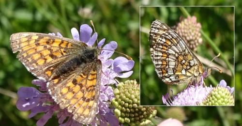 Melitaea parthenoides