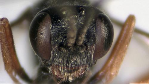 Réf. 210 361 : Cryptinae inconnu