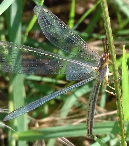 Réf. 210 421 : Macronemurus appendiculatus