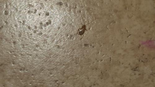 Planuncus vinzi