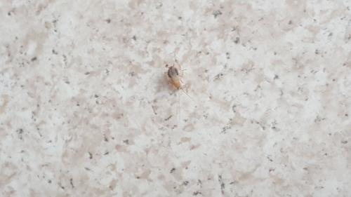 Planuncus vinzi