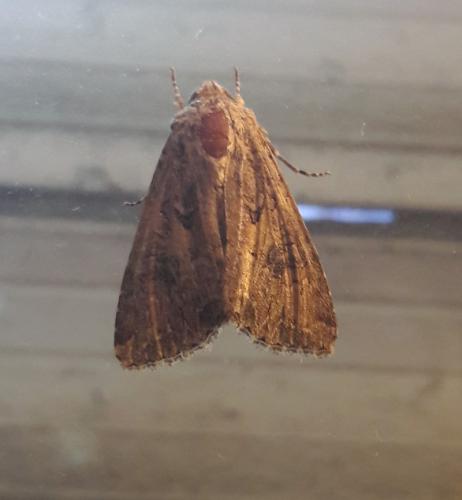 Anarta trifolii
