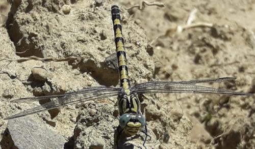Onychogomphus uncatus