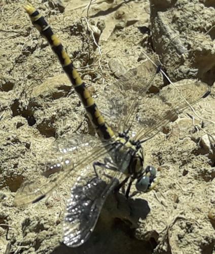 Onychogomphus uncatus