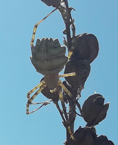 Réf. 210 615 : Argiope lobata