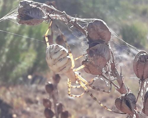 Réf. 210 614 : Argiope lobata
