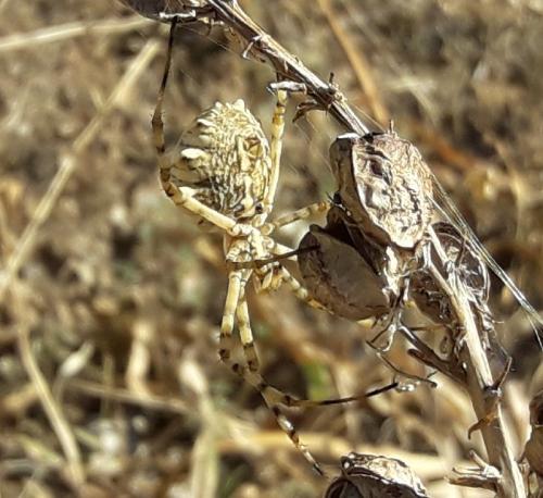 Réf. 210 616 : Argiope lobata