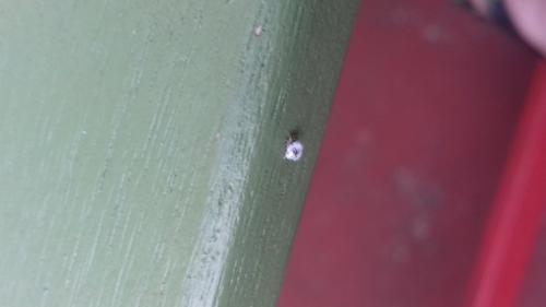 Chrysopa sp.