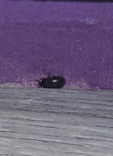 Réf. 210 921 : Alphitobius sp.