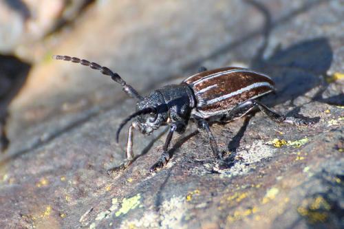 Réf. 210 924 : Iberodorcadion fuliginator